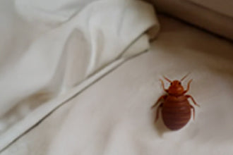 Bed Bugs