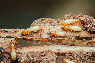 Termite